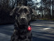 Фонарь для собак Orbiloc Dog Dual Fashion Colours, бирюзовый в Москве